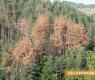 Близо 41 хиляди декара иглолистни гори съхнат в Старозагорска област